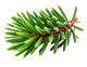 Cedar