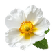 Cistus