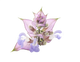 Clary sage