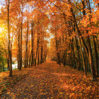 Fall