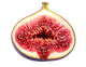 Fig