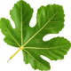 Fig leaf