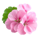 Geranium absolute