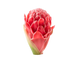 Ginger Flower