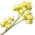 Litsea cubeba