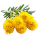 Mimosa