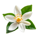 Orange blossom