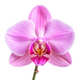 Orchid