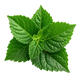 Patchouli