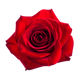 Turkish Rose