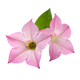 Tobacco Blossom