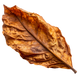 Tobacco