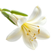 Tuberose