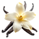 Vanilla