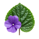 Violet leaf