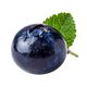 Juniper